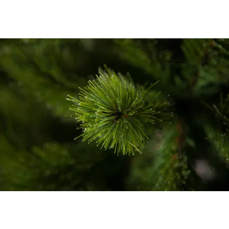 Триумф ель Триумф де Люкс 185 см зеленая - Фото 3