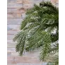 Ель Дворянская 245 см зеленая - Фото 2