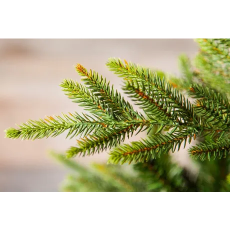 Триумф ель Королевская стройная 200 см зеленая - Фото 2