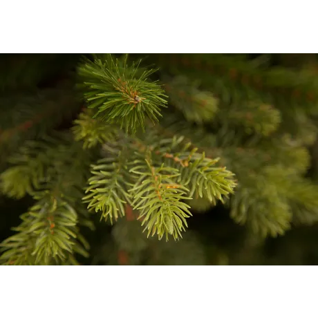 Триумф ель Уэльская 215 см зеленая - Фото 5