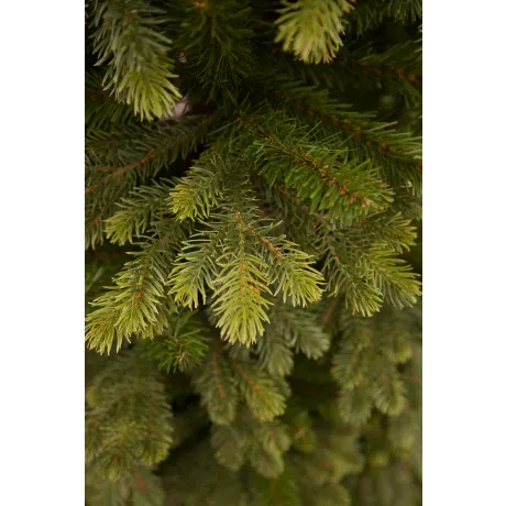 Триумф ель Уэльская 215 см зеленая - Фото 6