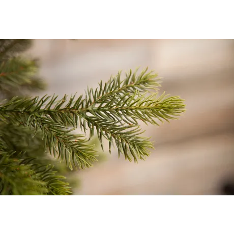 Триумф ель Уэльская 215 см зеленая - Фото 4