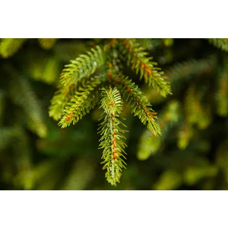 Триумф ель Королевская стройная 200 см зеленая - Фото 3